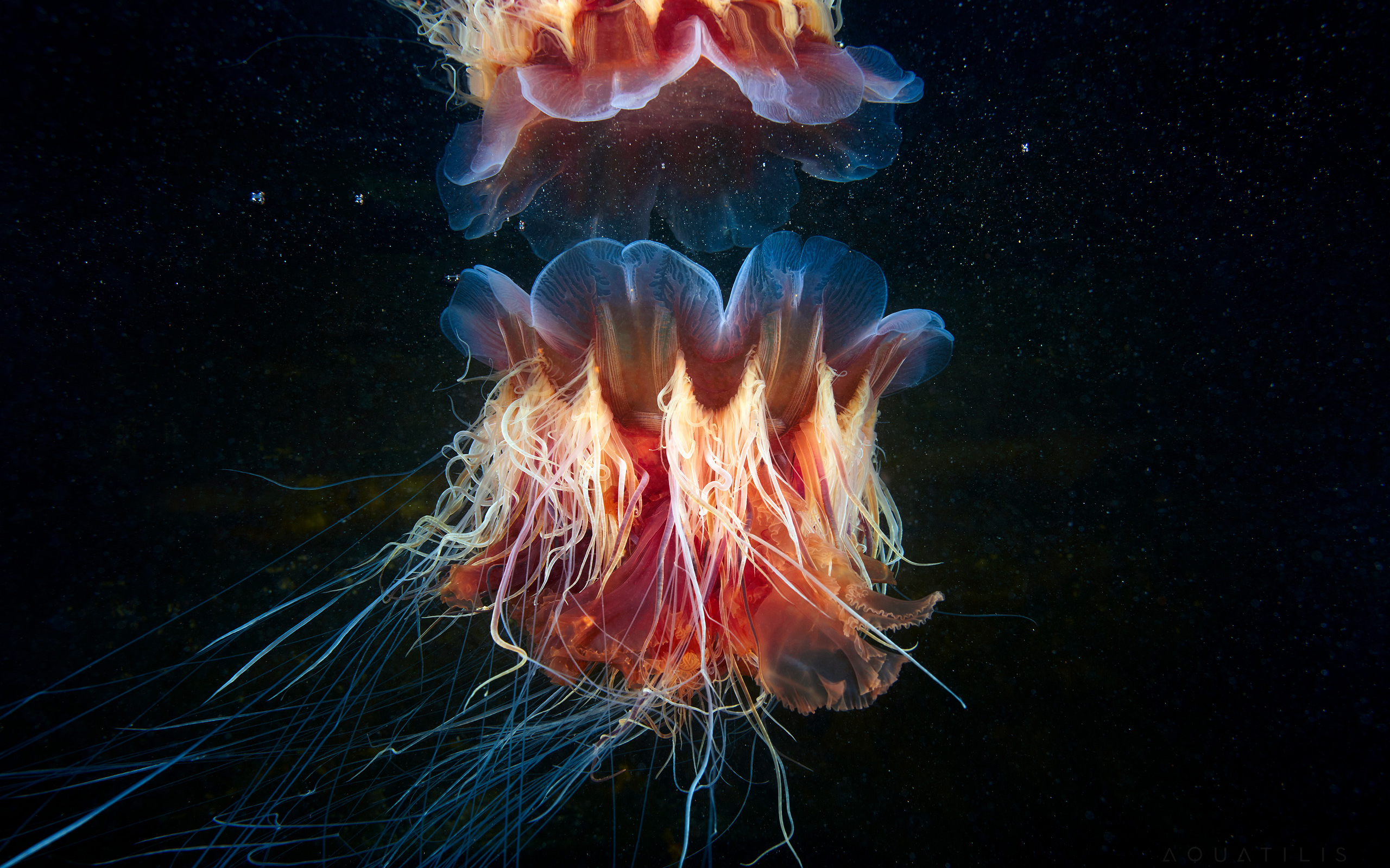 Lions mane Jellyfish605127681